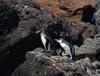 Galapagos_1584