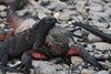Galapagos_0229