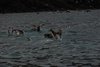 Galapagos_1056