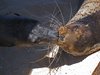 Galapagos_0818