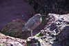 Galapagos_1124