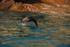 Galapagos_1632