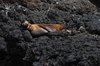 Galapagos_0564