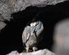 Galapagos_1243