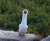 Galapagos_0303