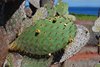 Galapagos_1133