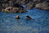 Galapagos_1335