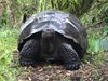 Galapagos_1993