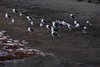 Island_0627