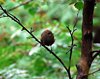 Island_0454