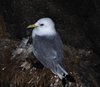 Island_0791