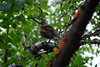 Island_0447