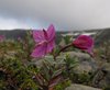 Island_0590