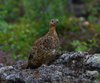 Island_0349a