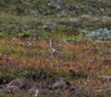 Island_1481