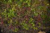Island_1475