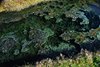 Island_0935