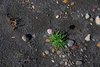 Island_1185