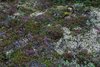 Island_0328