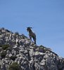 Mallorca_0163a