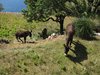 Mallorca_0131