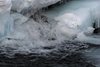 Mysoseter_0110a