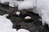 Mysoseter_0120