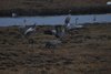 Tranetur_0328