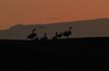 Tranetur_0206a