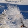 Venabu_0026a
