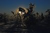 Venabu_0024a
