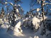 Venabu_0005