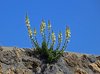 Amalfi_0225a