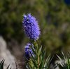 Amalfi_0500