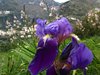 Amalfi_0564