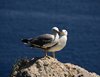 Amalfi_0495
