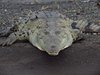 Costa_Rica_1813
