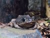 Costa_Rica_1012