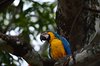 Costa_Rica_1199