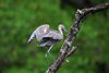 Costa_Rica_1543
