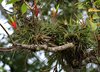 Costa_Rica_1190