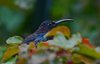 Costa_Rica_0252a