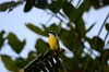 Costa_Rica_0734