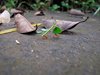 Costa_Rica_1254