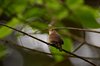 Costa_Rica_2174
