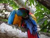 Costa_Rica_1222
