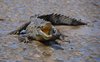 Costa_Rica_1642a
