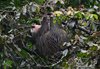 Costa_Rica_0234a