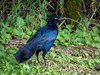 Costa_Rica_0934