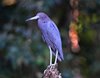 Costa_Rica_0513a